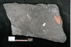 Foto (Objekt + Etikett) von Lepidodendron aculeatum St. (NHMW-GEO-2024-0188-11024)